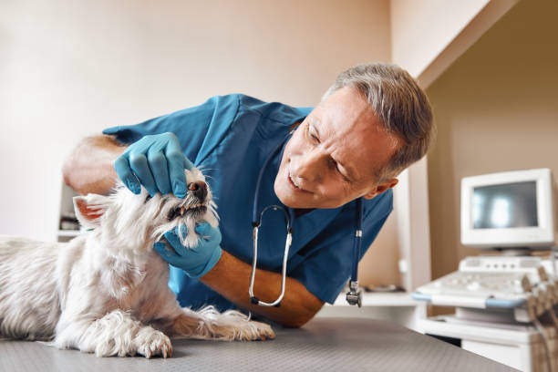 Best Emergency Tooth Extraction in Prieton, NC